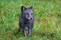 Arctic Fox on grass lawn in natural habitat — Stock Photo