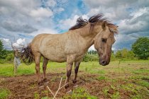 Кінь стоїть біля зеленого поля на вітрі, Східна Фрізія, Нижня Саксонія, Німеччина. — стокове фото