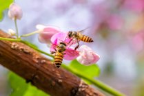 Two Bees hovering next to pink flower — Stock Photo