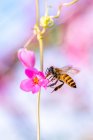 Бджола, що літає біля рожевої квітки (Індонезія). — стокове фото