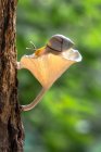 Close up shot of snail on mushroom growing on tree trunk — Stock Photo