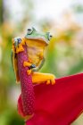 La rana volante di Wallace seduta sui fiori tropicali — Foto stock