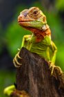 Iguana super roja en hábitat natural - foto de stock