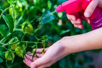 Weibliche Hände sprühen Wasser auf Tomatenpflanze im Garten — Stockfoto