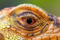 Primer plano del ojo de Super iguana roja - foto de stock