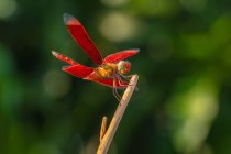 Primer plano de libélula roja en ramita - foto de stock