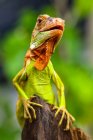 Iguane rouge super dans l'habitat naturel — Photo de stock