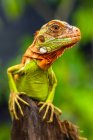 Close up shot of red iguana in natural habitat — Stock Photo