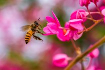 Bee hovering next to pink flower, close up shot — Stock Photo