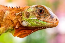 Primer plano de la cabeza de iguana roja - foto de stock