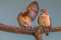 Two white-headed munia birds on branch, Indonesia — Stock Photo