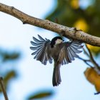 Black-capped Chickadee aterrissando na filial, Canadá — Fotografia de Stock