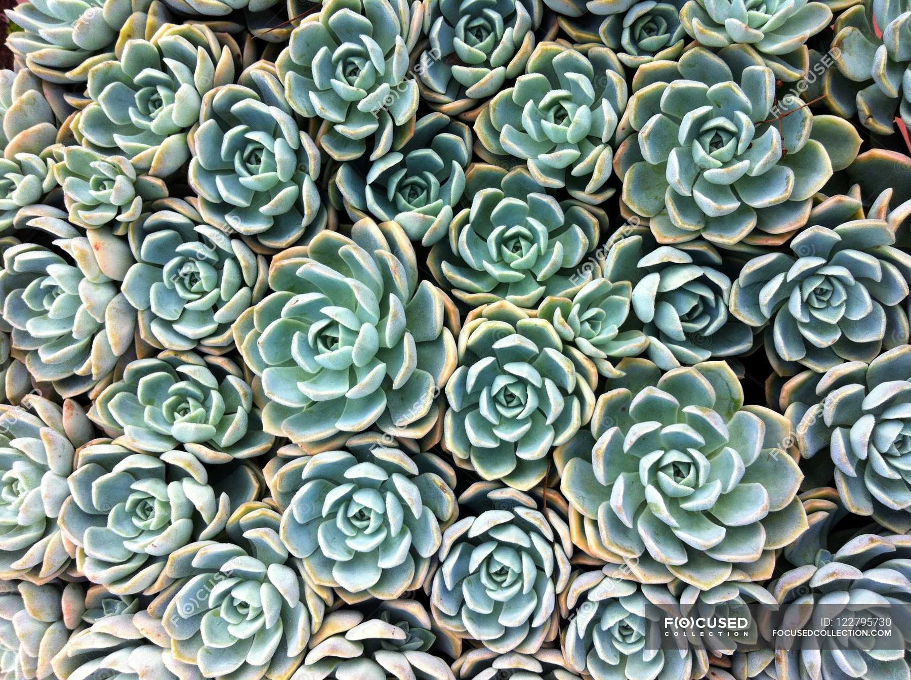 Background of green succulents — living, soft light - Stock Photo