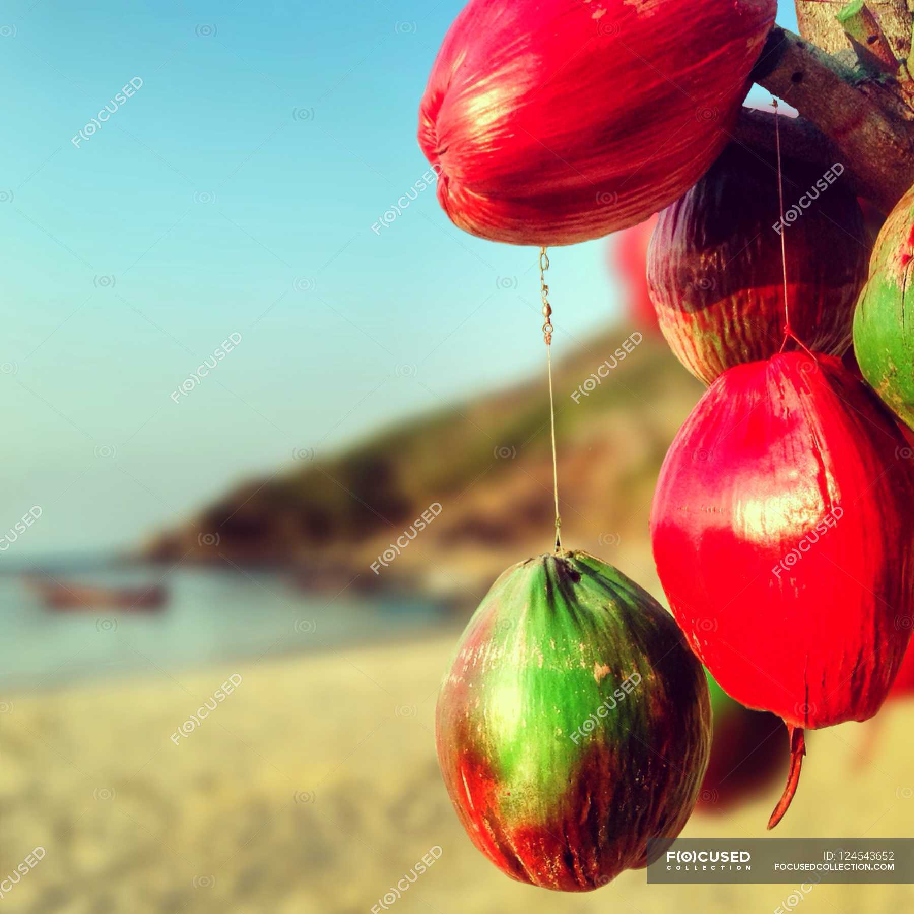 Hanging coconuts on tree — sea, day Stock Photo 124543652