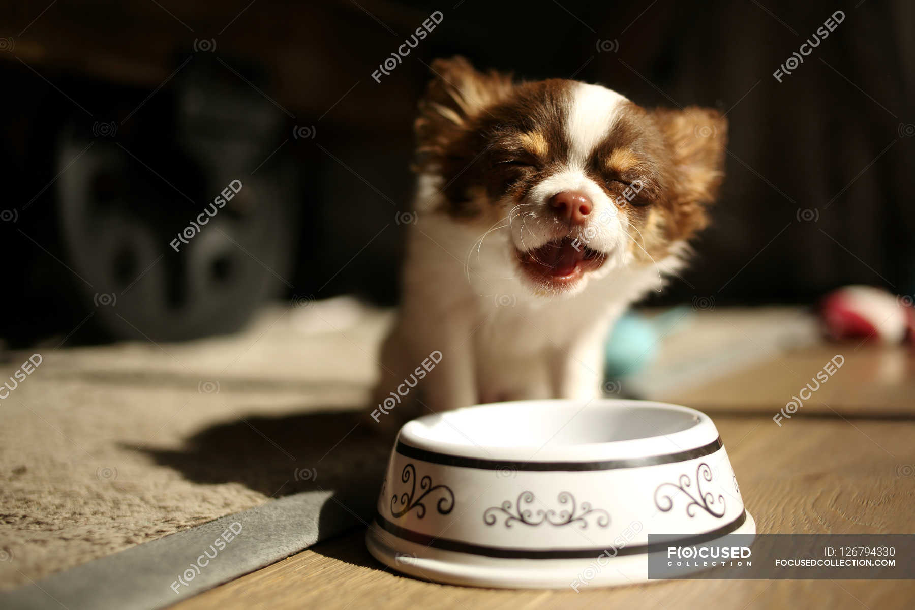 what can chihuahua puppies eat