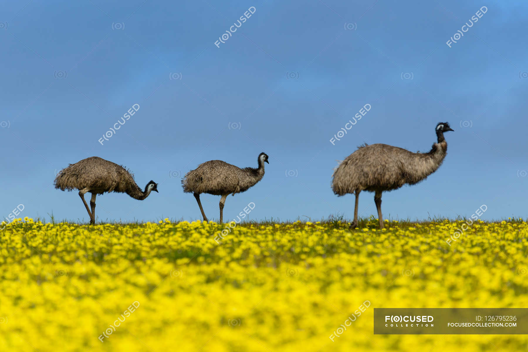 Emus In Canola Field Animals In The Wild Horizontal Stock Photo