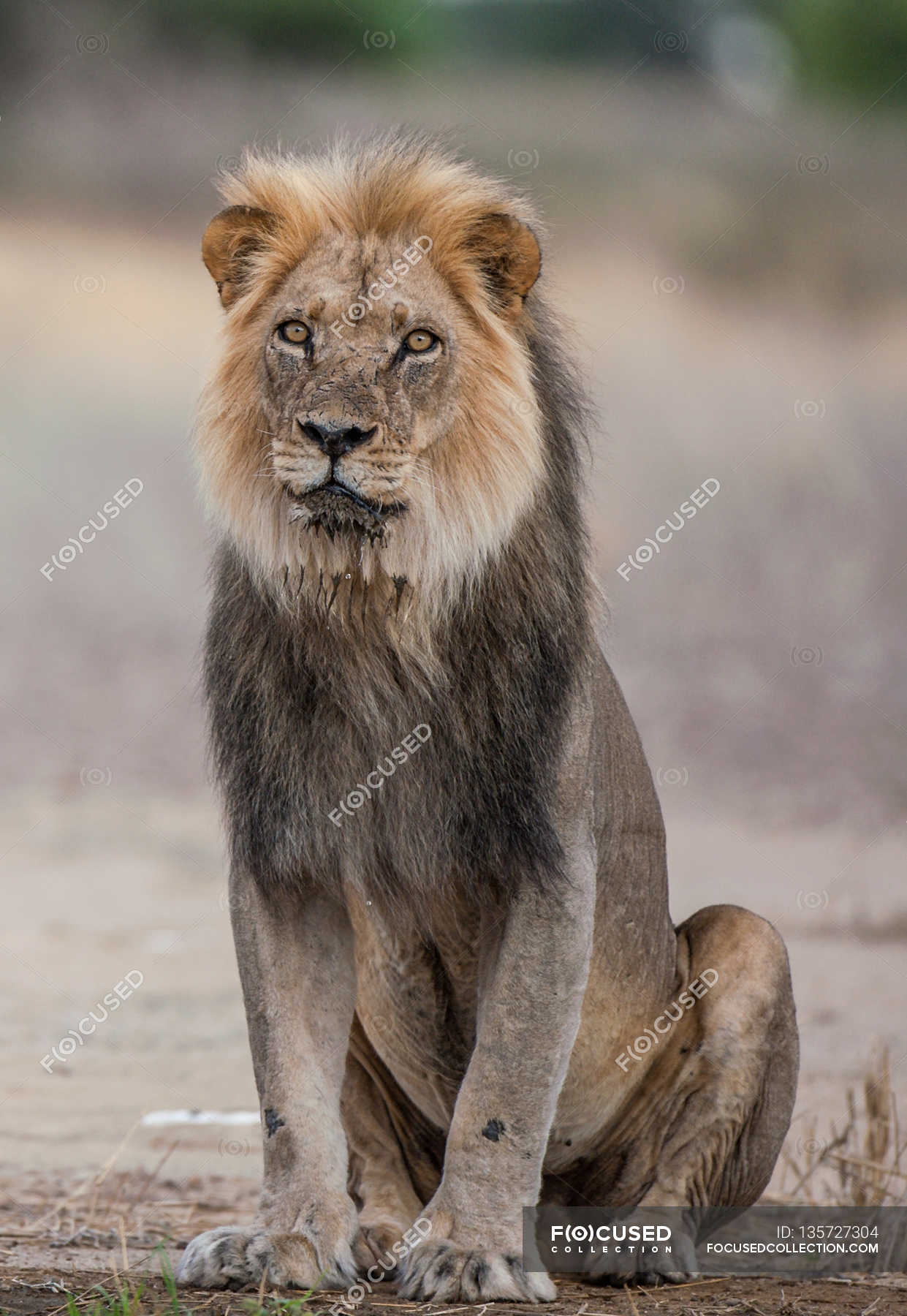 black mane lion