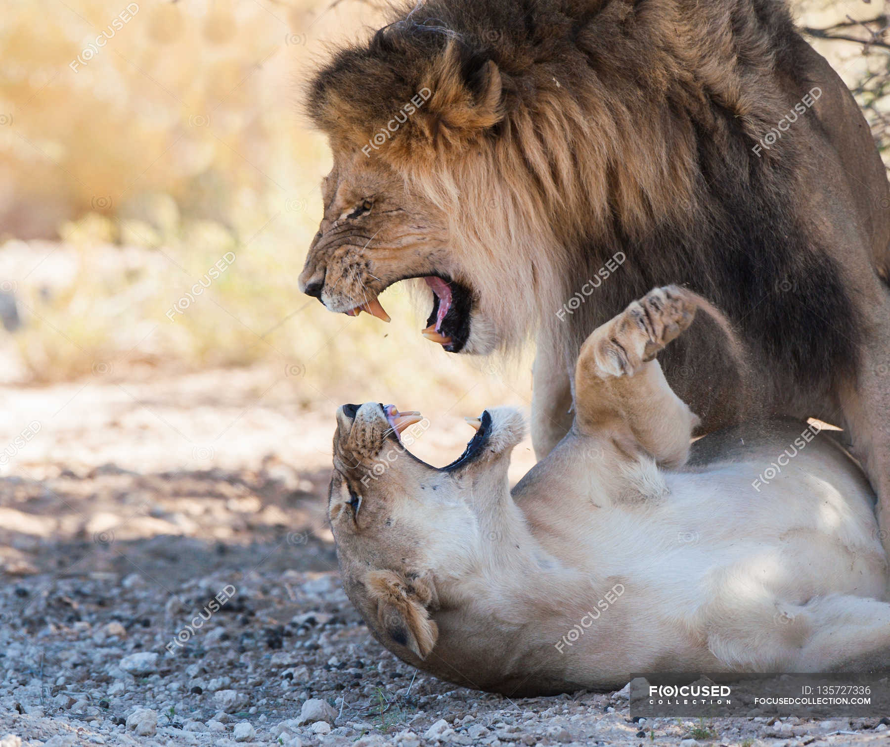 Lion and lioness mating — copy space, lions - Stock Photo | #135727336