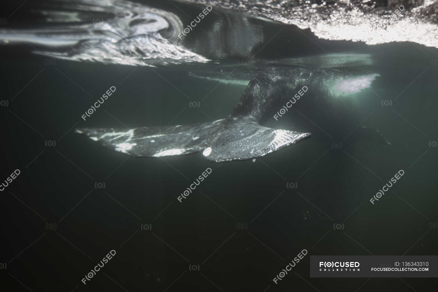 Tail fin of grey whale swimming in sea — Animal Themes, One Animal ...