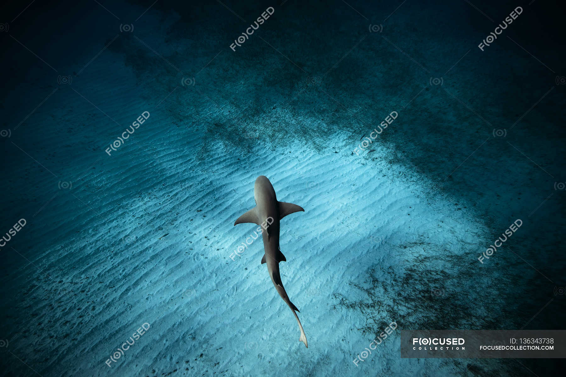 Tiburón Nadando Sobre El Fondo Del Océano — Playa, Piso - Stock Photo 