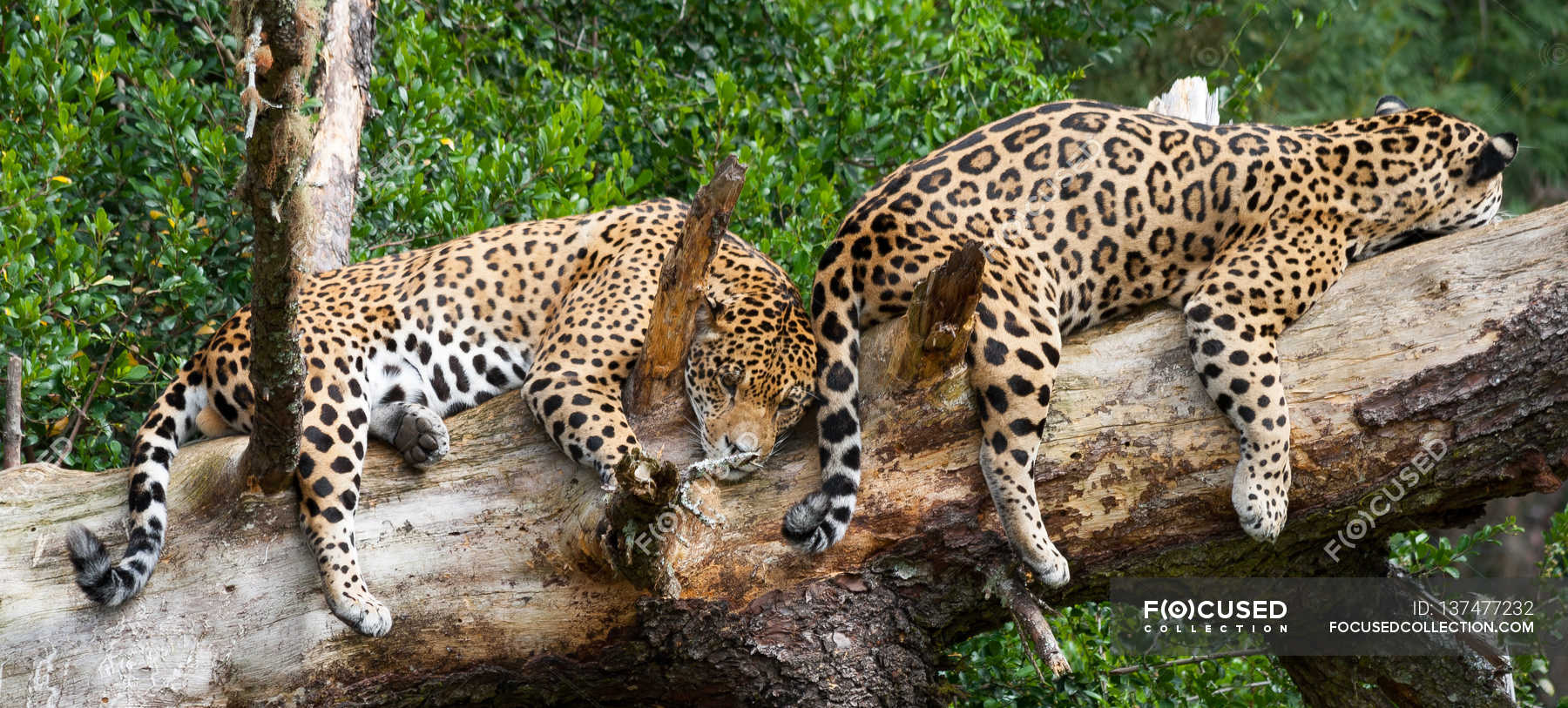 jaguar in a tree