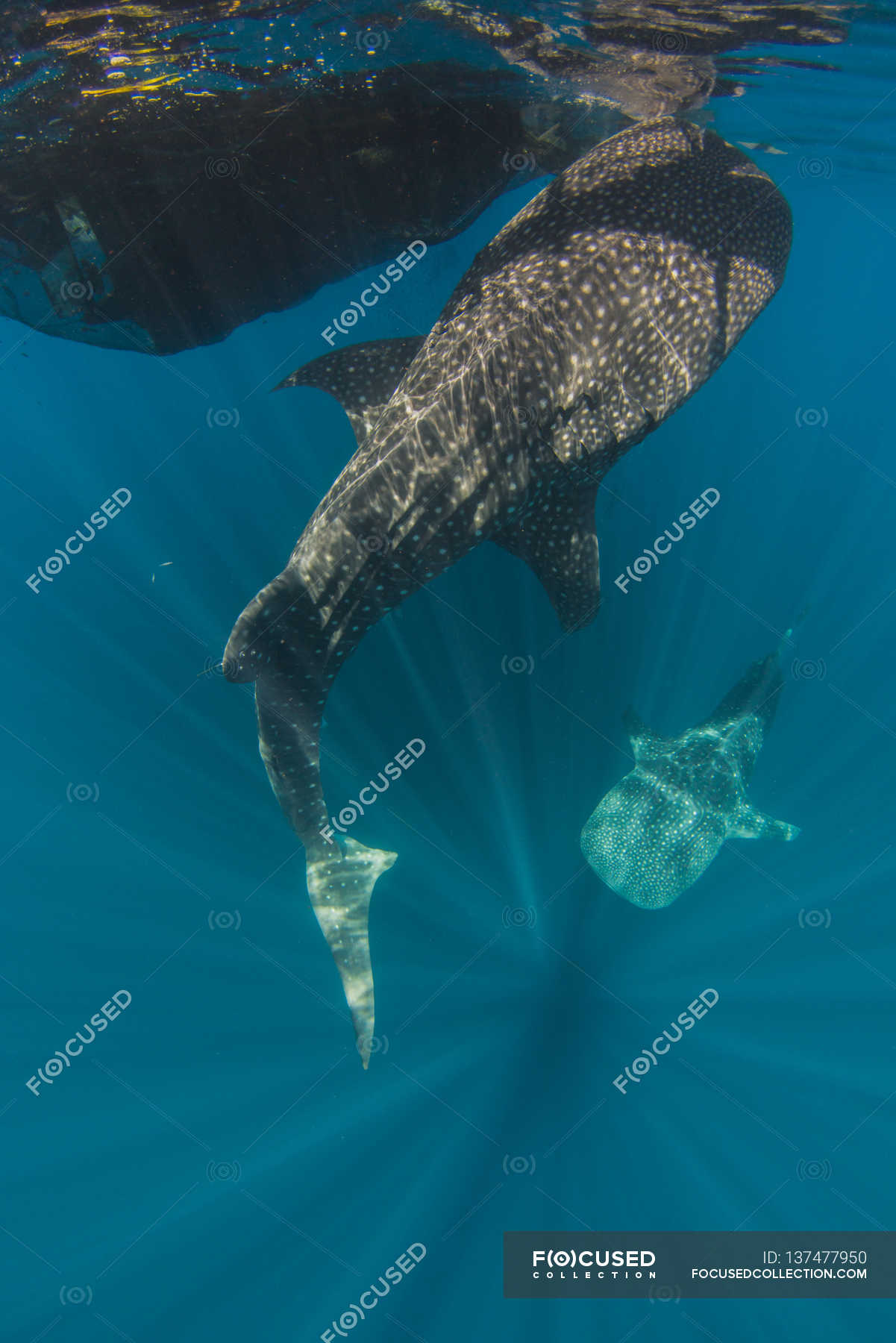 whale shark eating fish from net