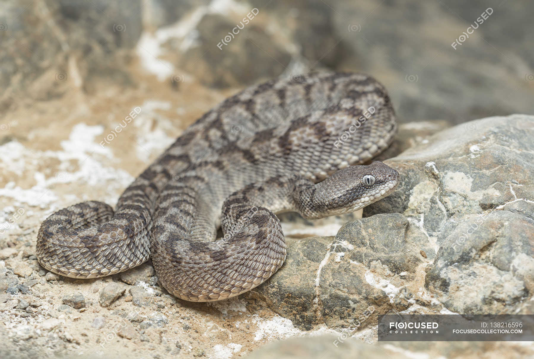 Saw Scaled Viper Stock Photos Royalty Free Images Focused   Focused 138216596 Stock Photo Wild Oman Saw Scaled Viper 