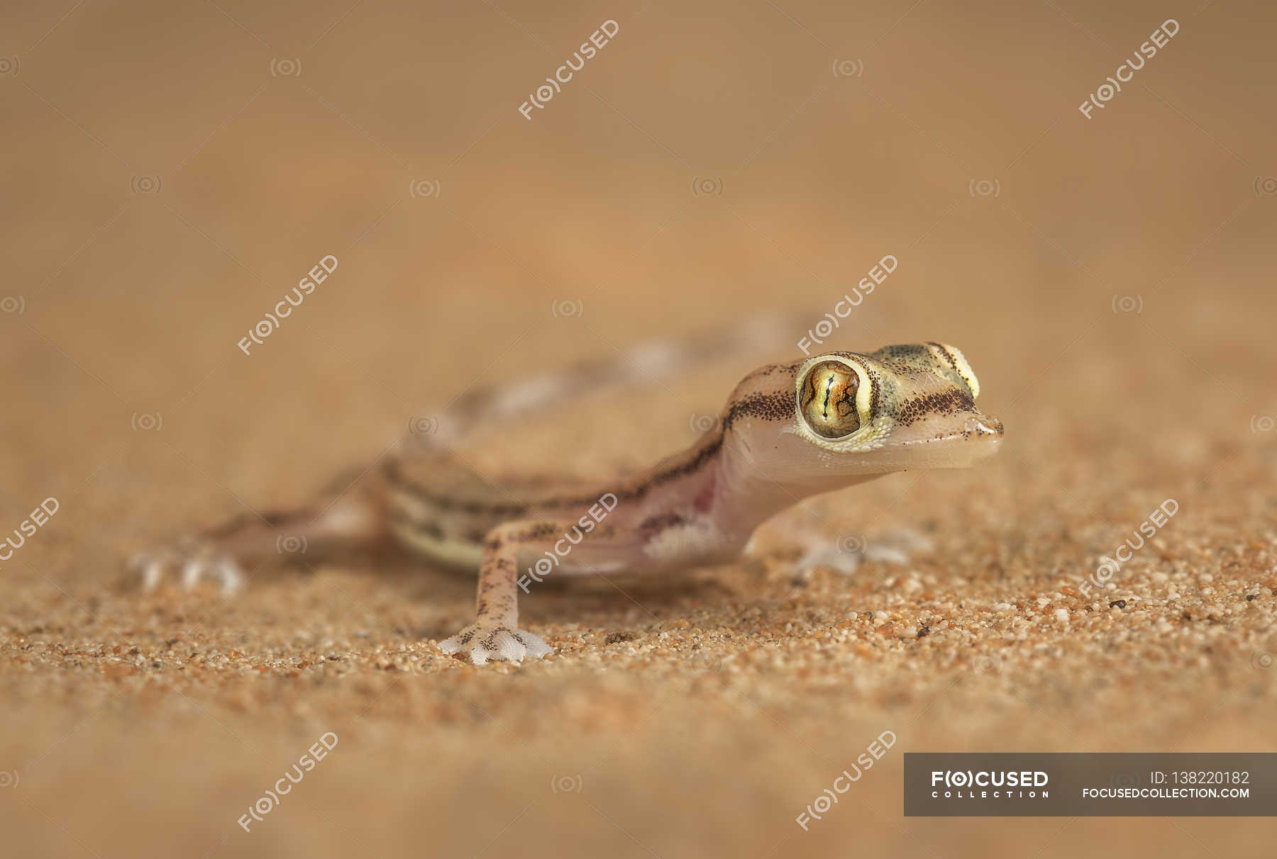 Arabian Sand Goggles