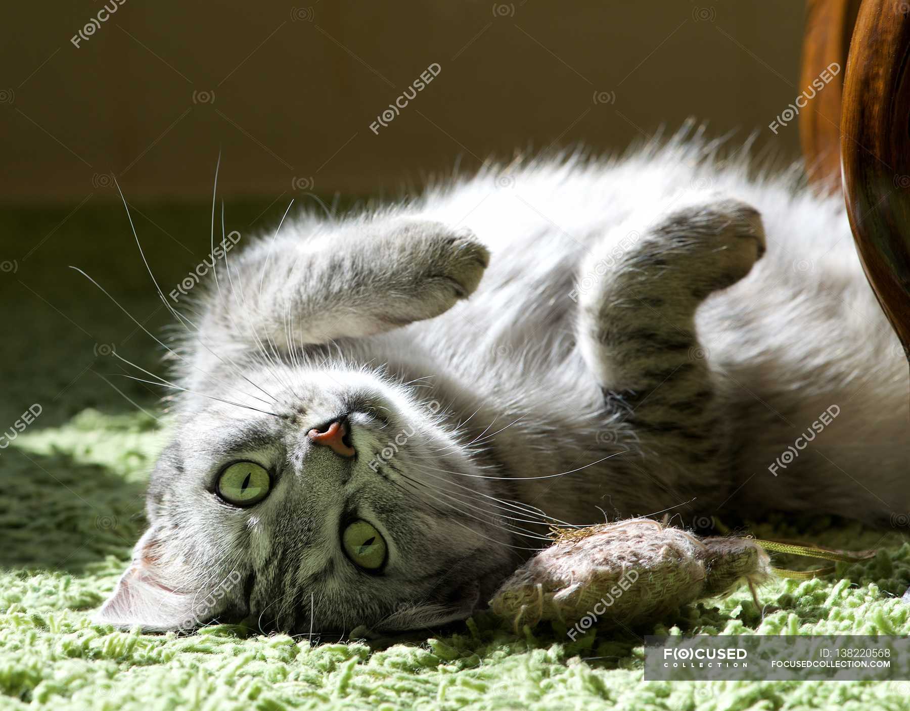 Cat lying on back — home, playful - Stock Photo | #138220568