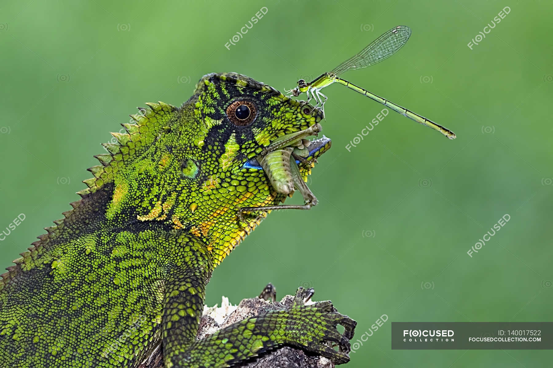 Dragonfly sitting on nose of chameleon — wildlife, horizontal - Stock ...