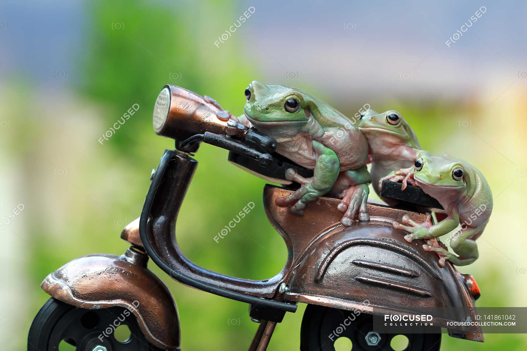 Слушать лягушка три. Лягушка на мотоцикле. Лягушонок на мотоцикле. Жаба на мотоцикле. Лягушка на игрушечном мотоцикле.