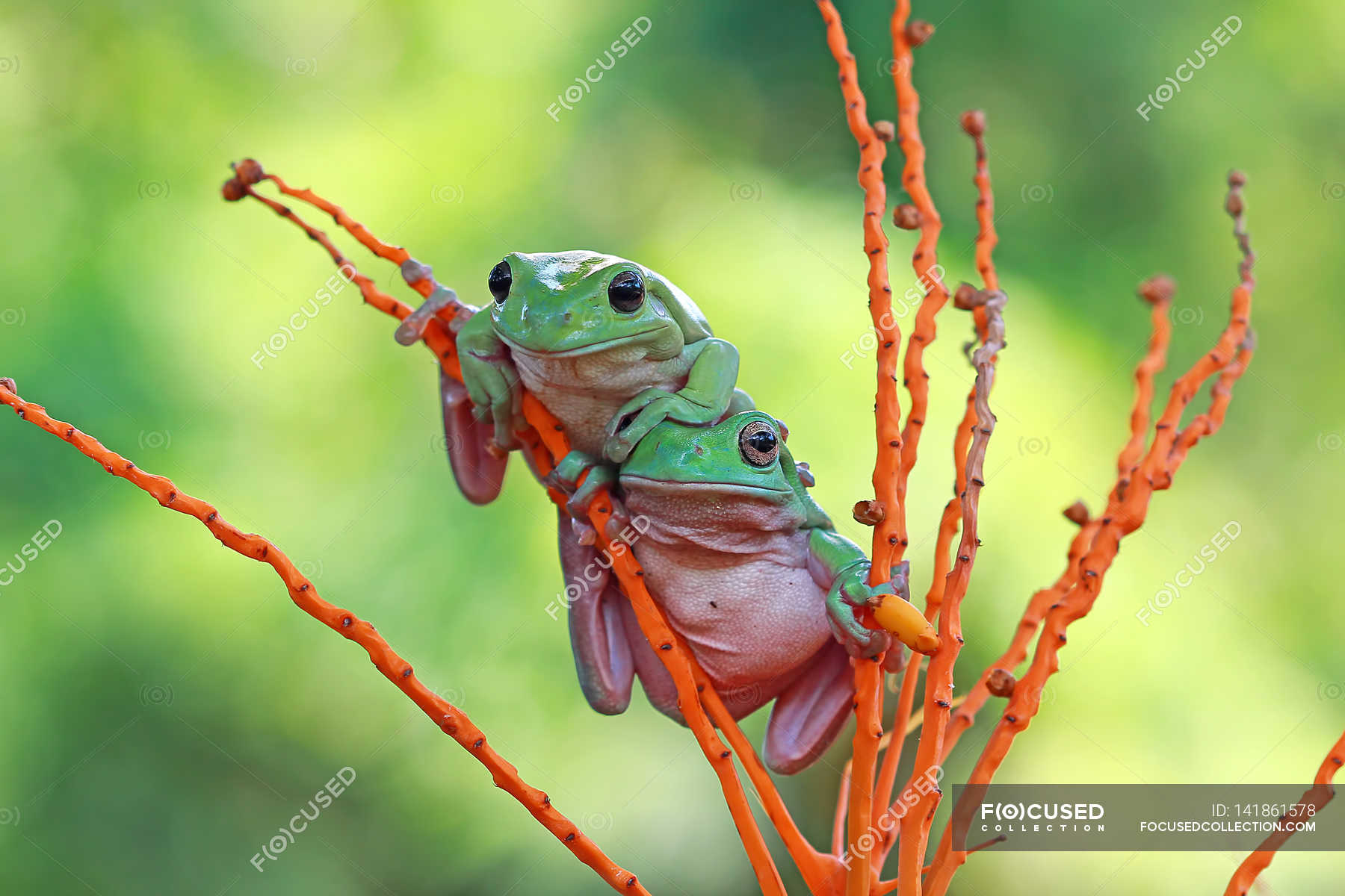 Dumpy tree frogs on plant — animals, active Stock Photo 141861578