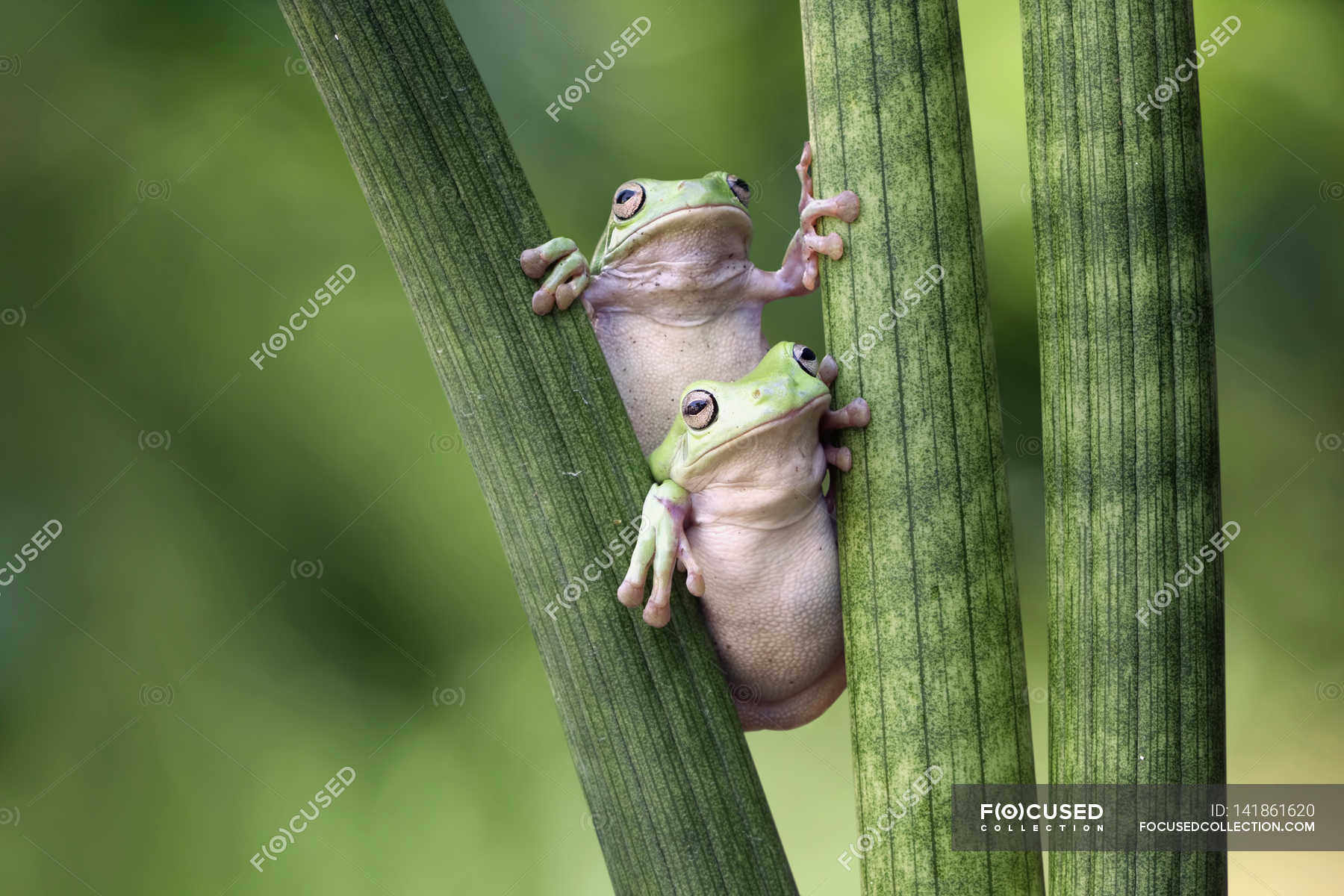 Two dumpy tree frogs on plant — bio, indonesia Stock Photo 141861620