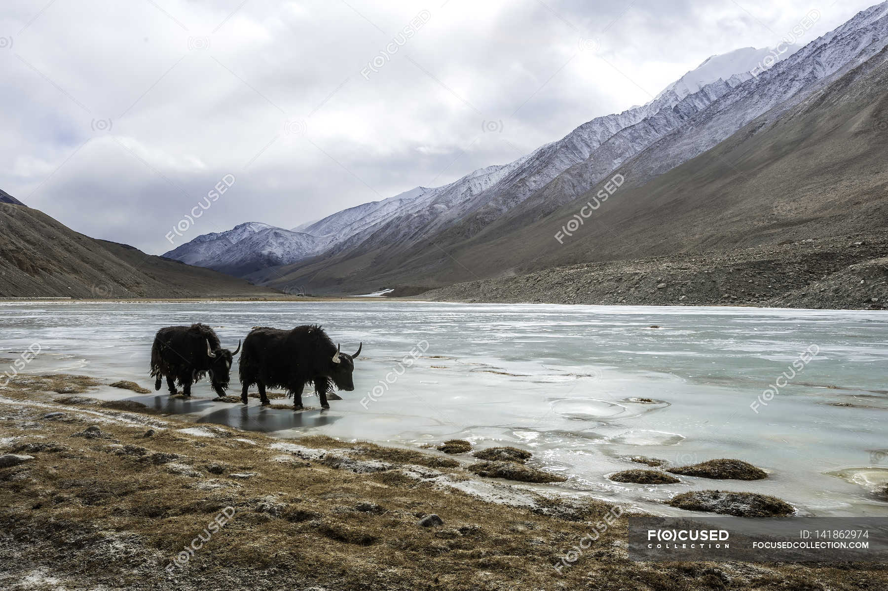 Two yaks drinking at lake — wild, bio - Stock Photo | #141862974