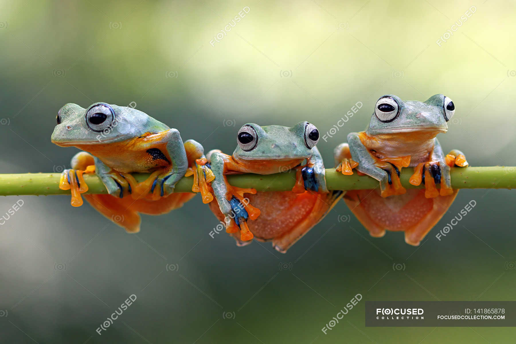 Three frogs on tree branch — natural, habitat - Stock Photo | #141865878