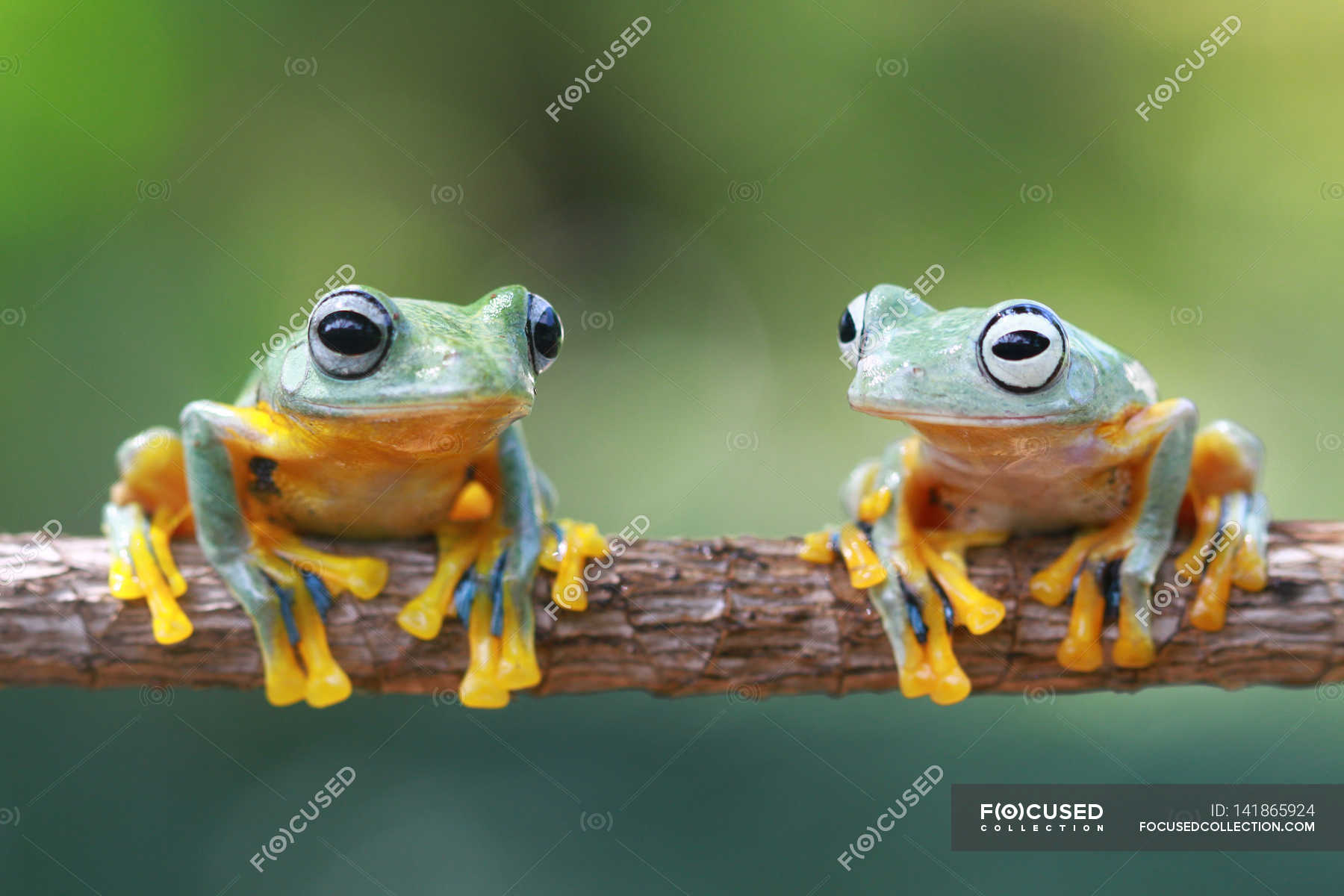 Two tree frogs on branch — nature, wildlife Stock Photo 141865924
