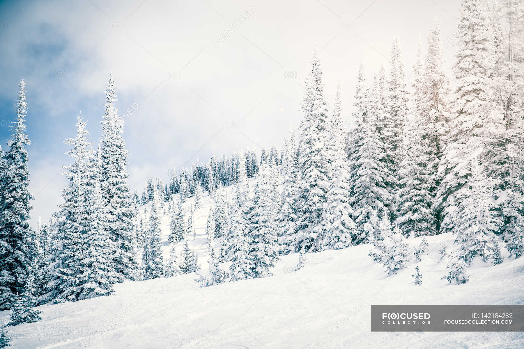 Snow Covered Landscape And Evergreens, Snow Covered Landscape