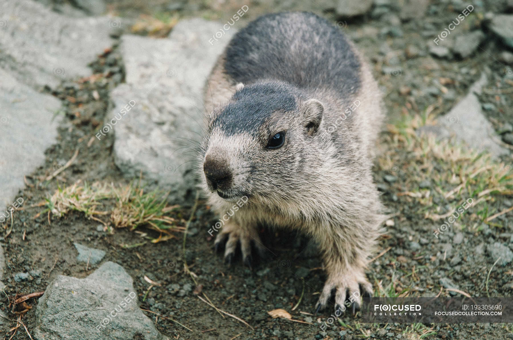 Closeup view of wild beaver standing and looking at camera ??? grey
