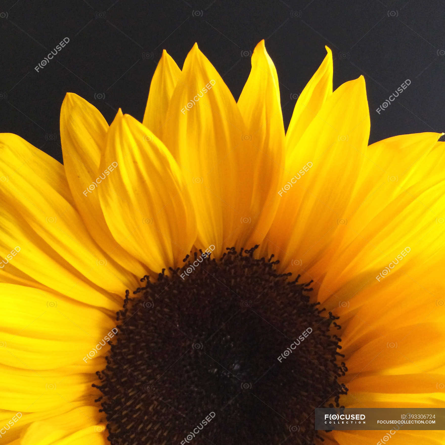 Close-up of fresh yellow sunflower on black background — environmental,  elegant - Stock Photo | #193306724