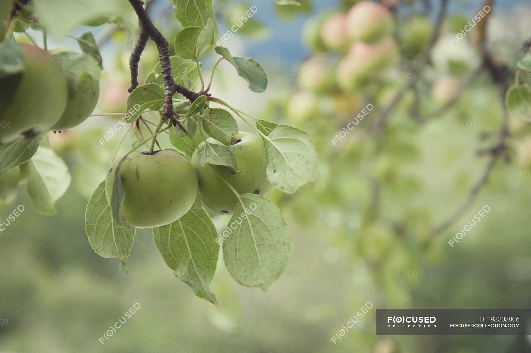 Крупним планом яблуня в саду — горизонтальні, дерево - Stock Photo ...