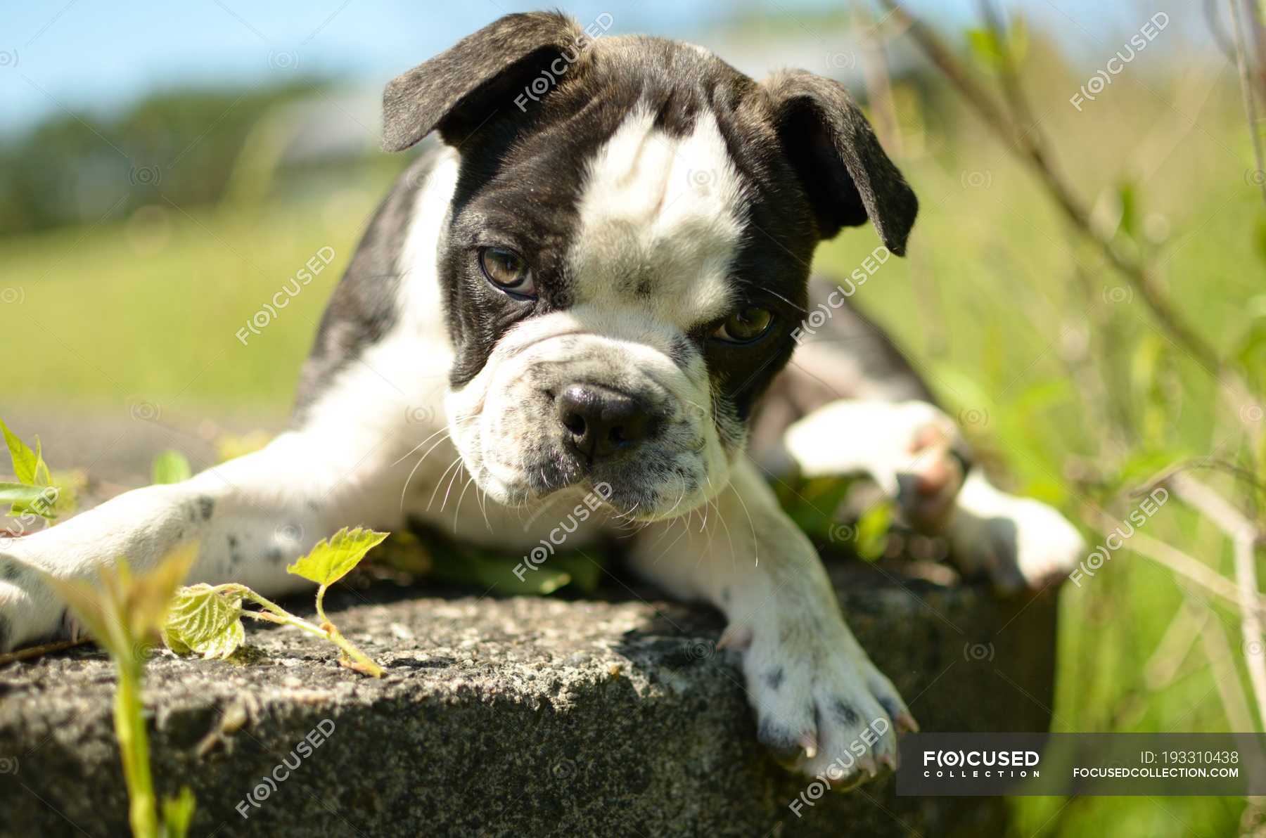 Boston Terrier Pug Mix Puppy Lying In Garden Friend Doggy Stock Photo 193310438