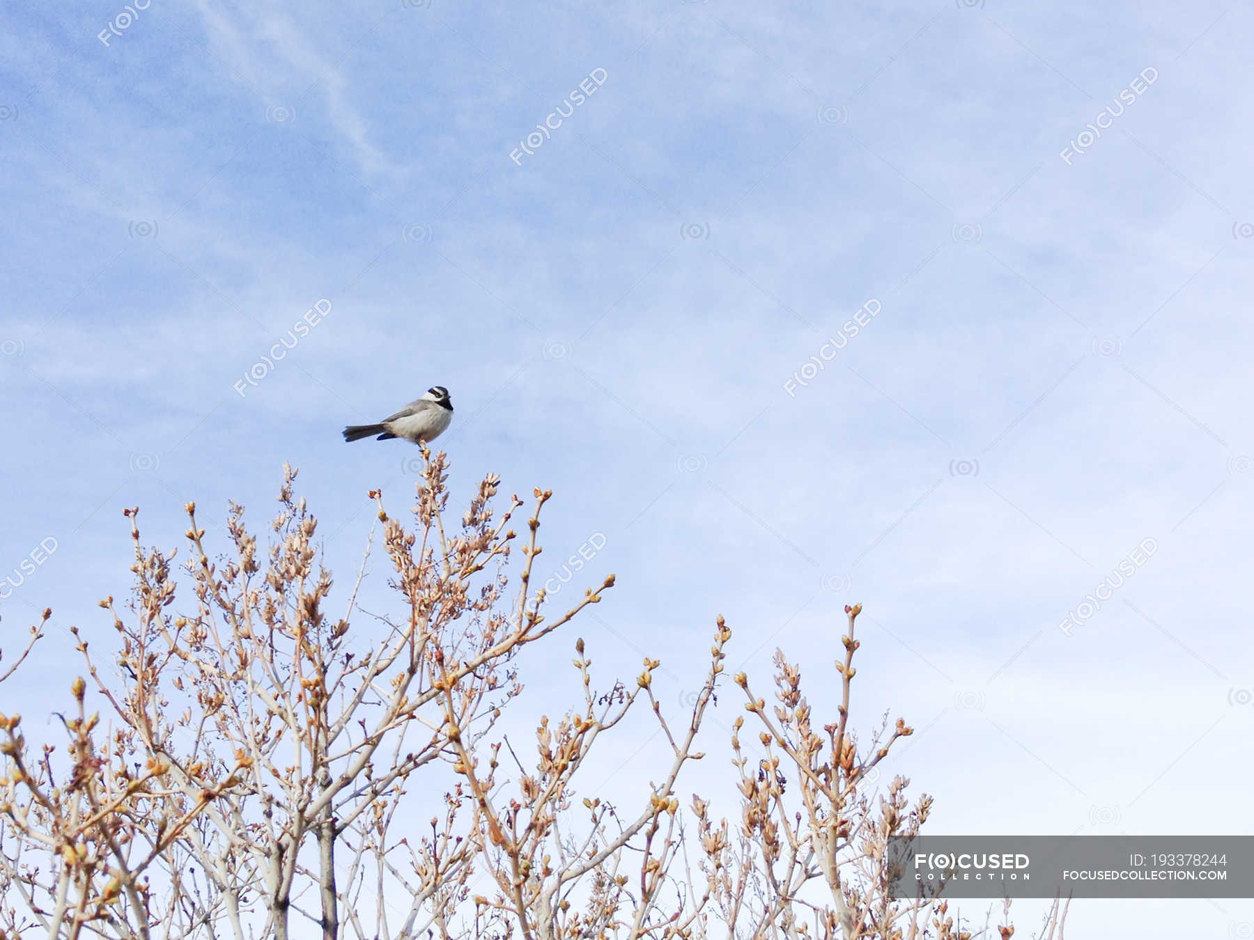 Little Bird perching on tree top at wild nature — on top of, ornithology Stock Photo 193378244