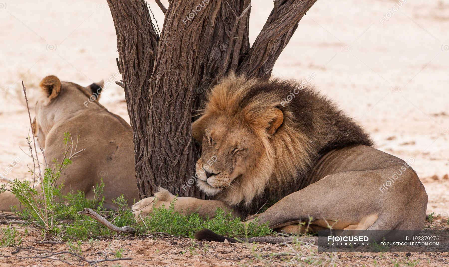 Cute, funny and fluffy lions resting by tree, lion hugging trunk — Non  Urban Scene, tree trunk - Stock Photo | #193379276
