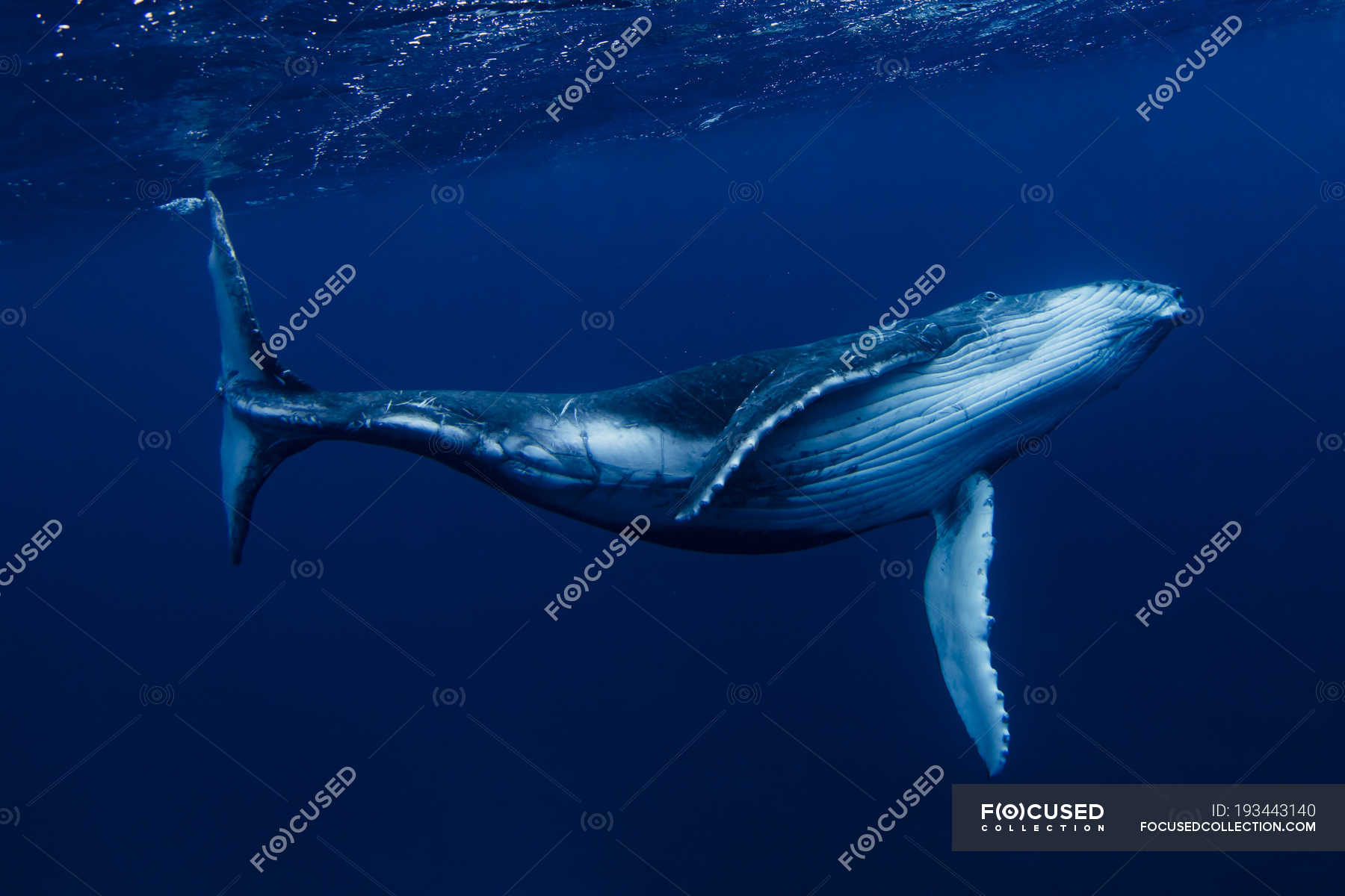 Humpback whale swimming Underwater, Tonga, South Pacific — travel, live ...