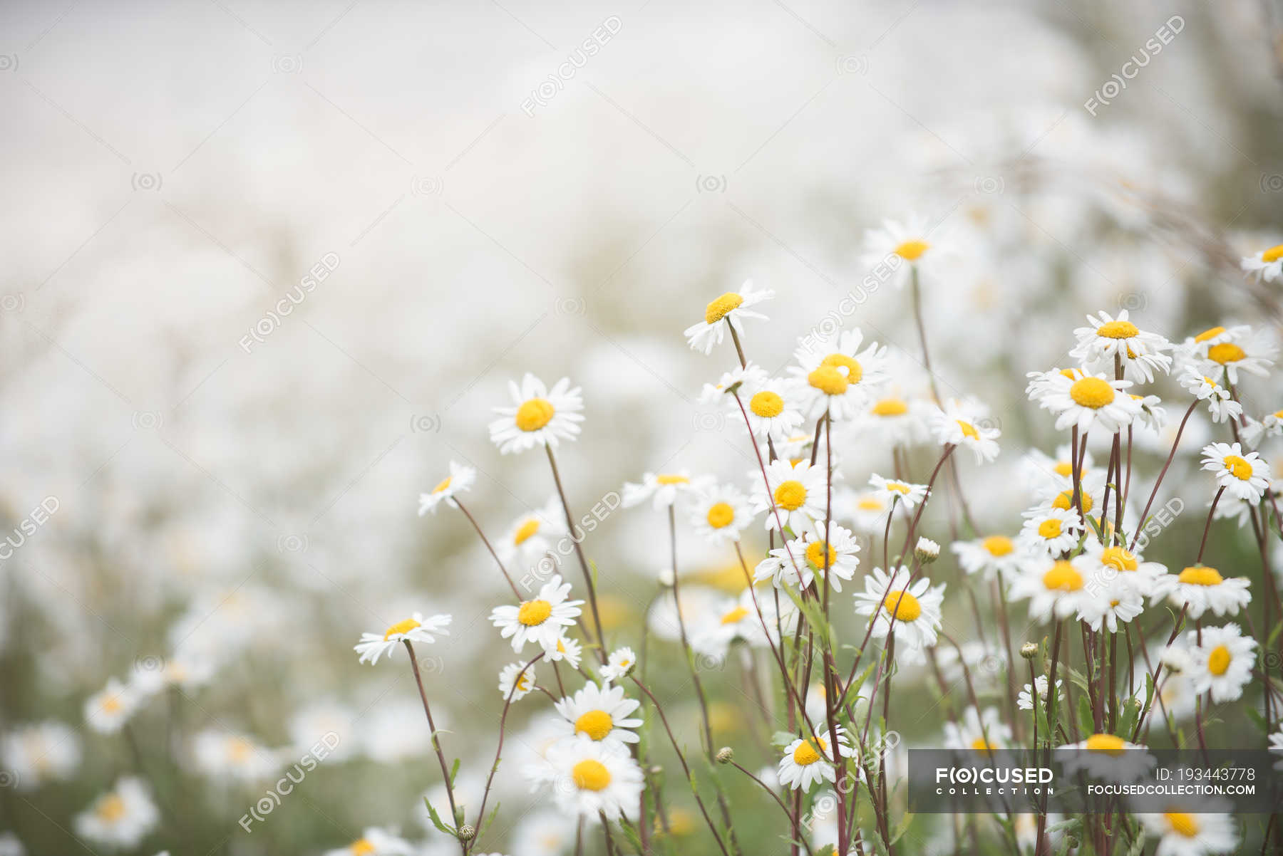 Tudaisies