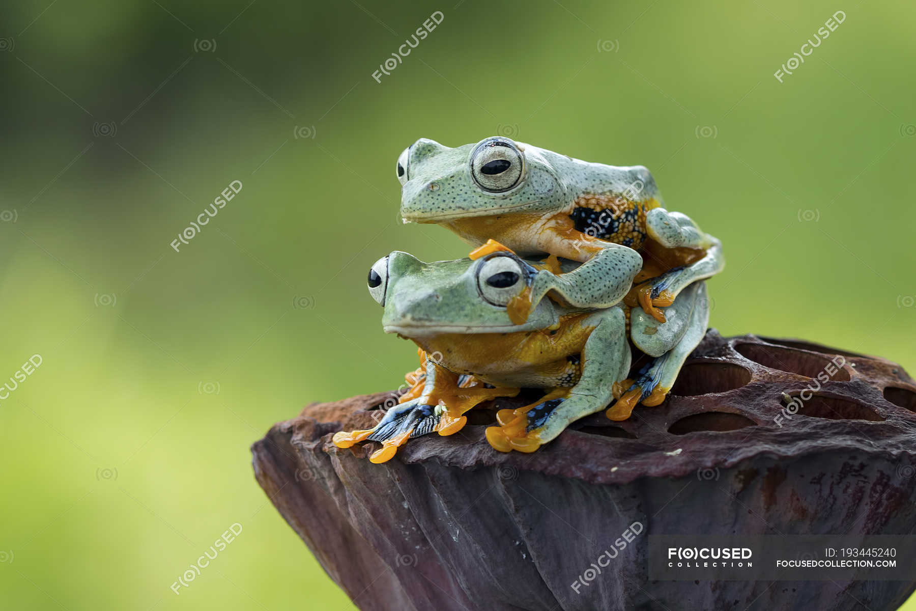 Tree Frog Sitting On Top Of Another Tree Frog Blurred Green Background