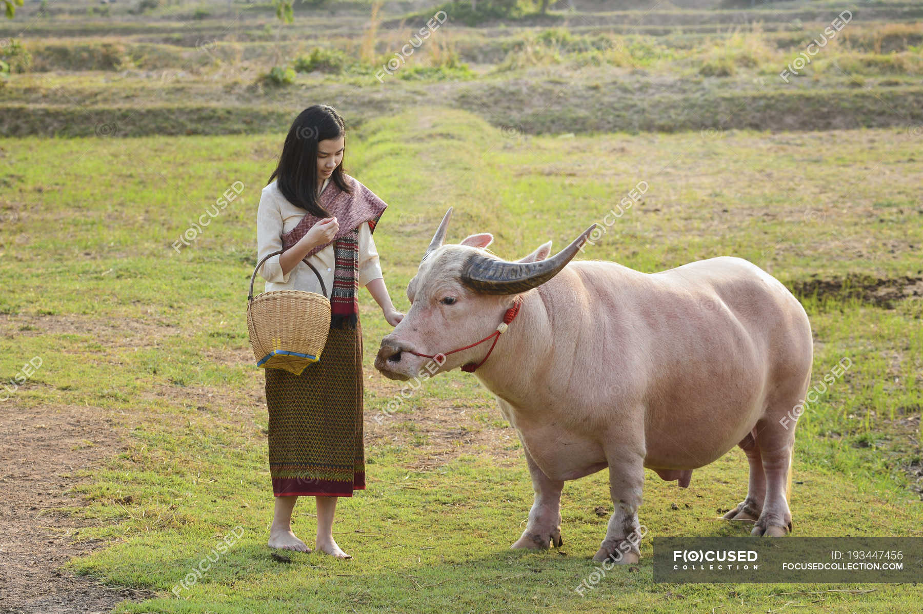 Beautiful young woman standing by buffalo in a field, Thailand — view