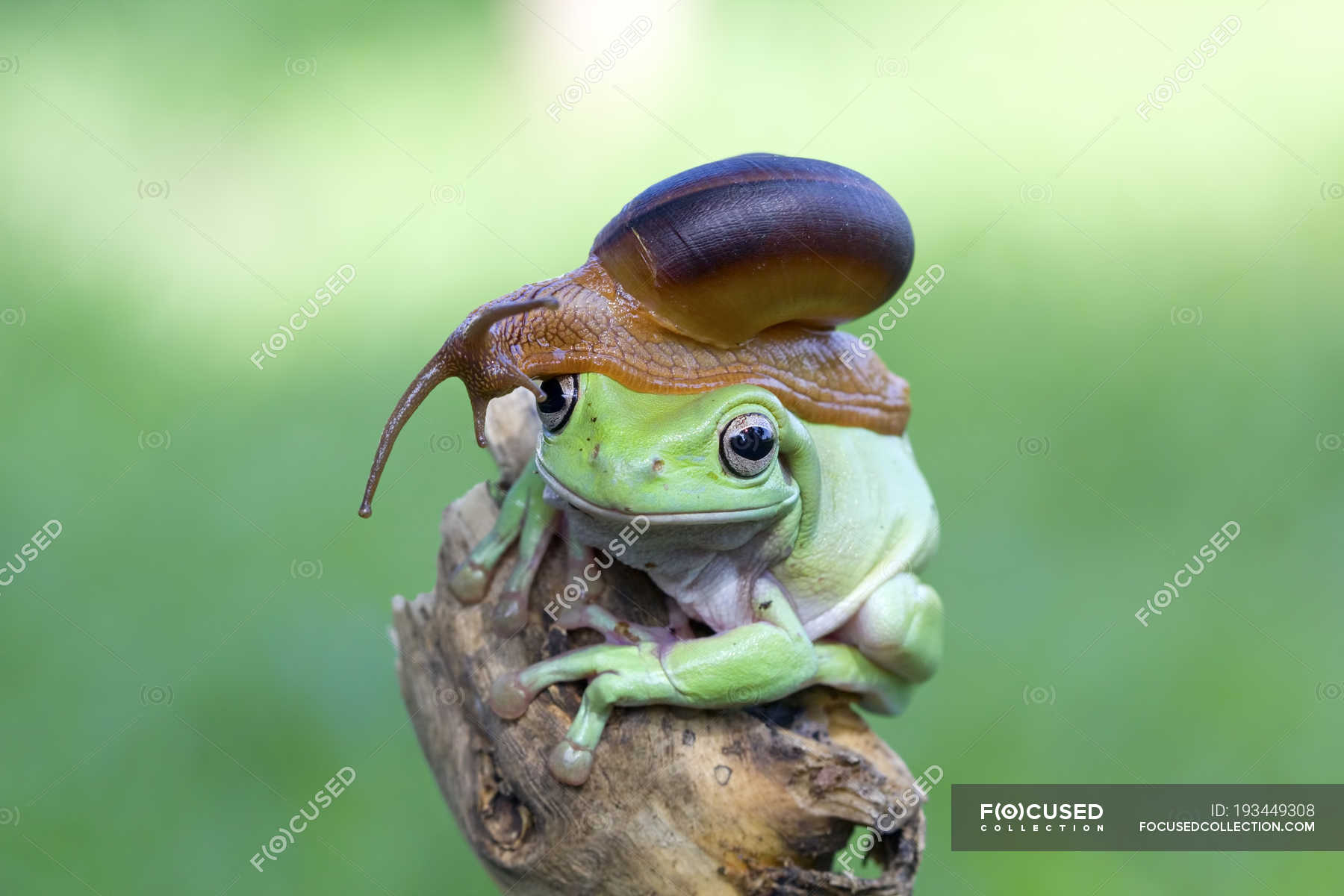 Snail sitting on top of a frog head against blurred green background