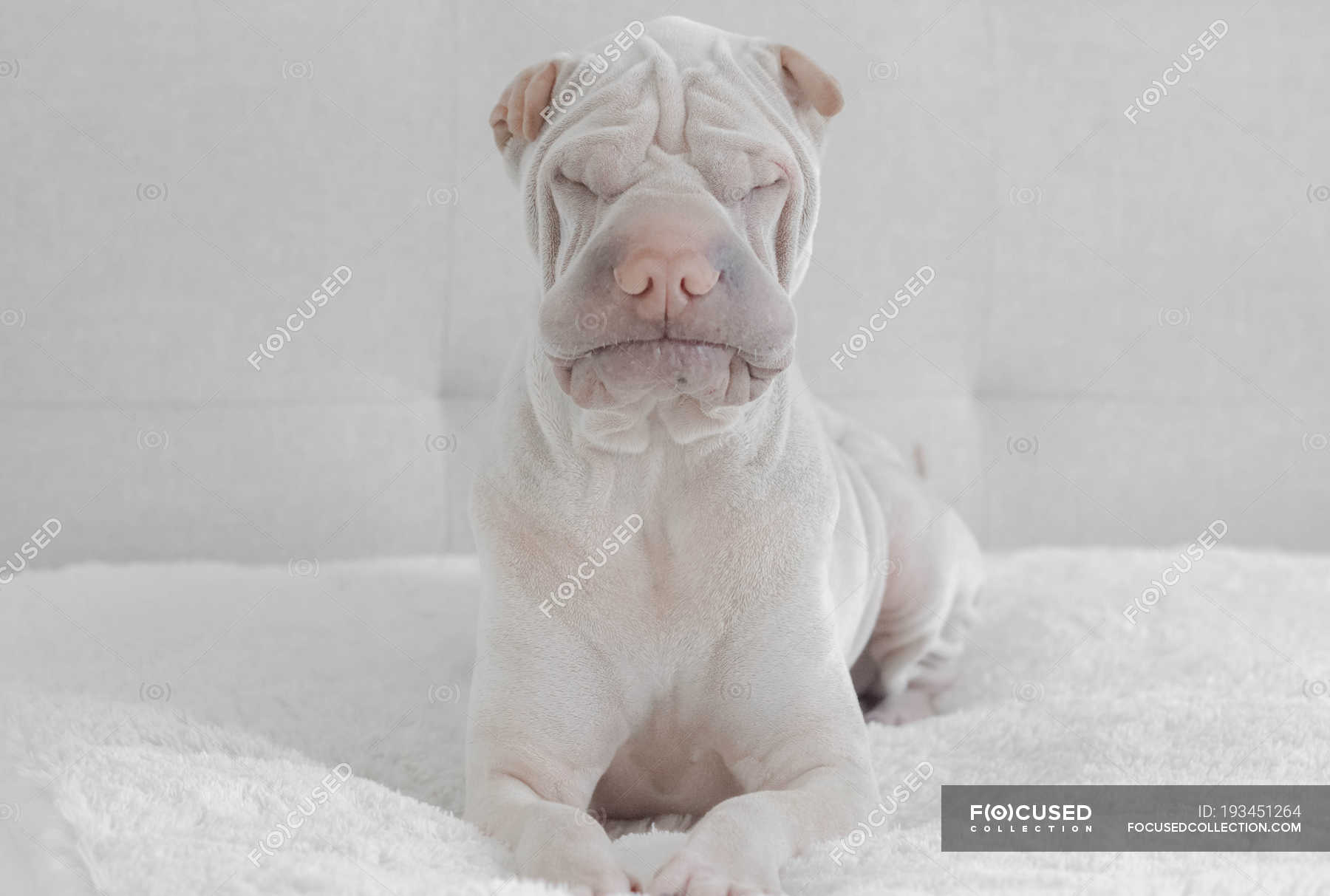 can shar pei be white