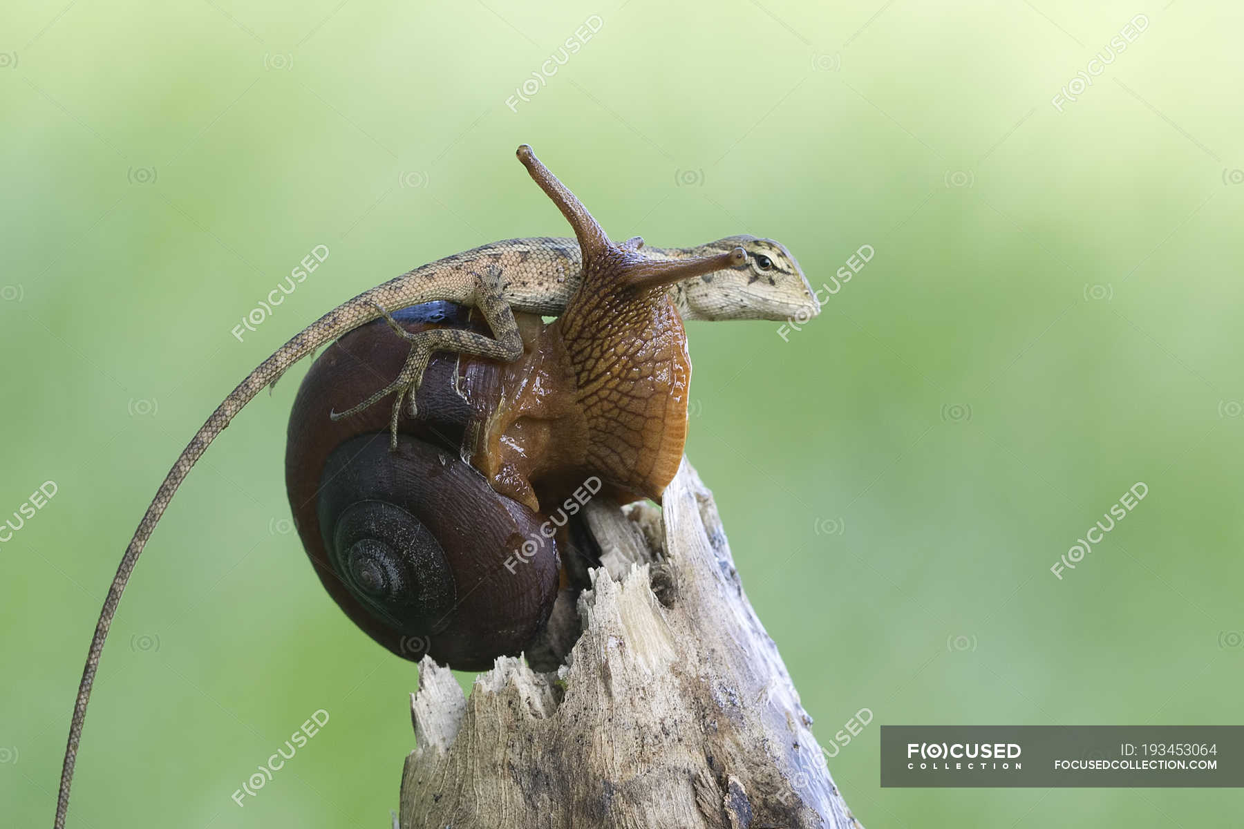 Closeup view of Gecko sitting on a snail, Indonesia ??? climate